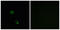 Olfactory Receptor Family 2 Subfamily M Member 5 antibody, LS-C120850, Lifespan Biosciences, Immunofluorescence image 