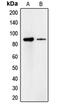 Cadherin 18 antibody, MBS820944, MyBioSource, Western Blot image 