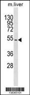 T-Box 15 antibody, 59-939, ProSci, Western Blot image 