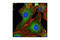 Interleukin 1 Receptor Associated Kinase 1 antibody, 4359S, Cell Signaling Technology, Immunofluorescence image 