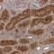 Ubiquitin Specific Peptidase 50 antibody, NBP1-86247, Novus Biologicals, Immunohistochemistry frozen image 