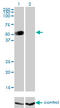 GATA Binding Protein 2 antibody, LS-C197276, Lifespan Biosciences, Western Blot image 