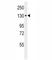 Integrin Subunit Alpha 6 antibody, F40215-0.4ML, NSJ Bioreagents, Immunofluorescence image 