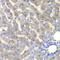 Fumarylacetoacetate Hydrolase antibody, LS-C748540, Lifespan Biosciences, Immunohistochemistry frozen image 