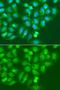 Amylase Alpha 2B (Pancreatic) antibody, LS-C409200, Lifespan Biosciences, Immunofluorescence image 