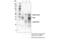 T Cell Immunoreceptor With Ig And ITIM Domains antibody, 20574S, Cell Signaling Technology, Immunoprecipitation image 