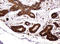 Ras Association Domain Family Member 8 antibody, LS-C174572, Lifespan Biosciences, Immunohistochemistry frozen image 