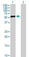 Zinc Finger Protein 436 antibody, H00080818-B01P, Novus Biologicals, Western Blot image 