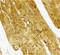 Caspase 7 antibody, 3465, ProSci, Immunohistochemistry frozen image 