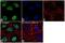 Nibrin antibody, 711701, Invitrogen Antibodies, Immunocytochemistry image 
