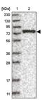 La Ribonucleoprotein Domain Family Member 7 antibody, PA5-55437, Invitrogen Antibodies, Western Blot image 