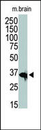 Histone Deacetylase 11 antibody, 55-646, ProSci, Western Blot image 