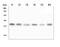 RecQ Mediated Genome Instability 2 antibody, A08685, Boster Biological Technology, Western Blot image 