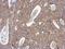 Actin Related Protein 3 antibody, NBP2-15277, Novus Biologicals, Immunohistochemistry paraffin image 