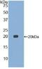 Growth Differentiation Factor 15 antibody, MBS2002136, MyBioSource, Western Blot image 