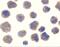 Beta-Secretase 1 antibody, GTX17545, GeneTex, Immunocytochemistry image 