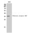 Olfactory Receptor Family 10 Subfamily A Member 7 antibody, A17522, Boster Biological Technology, Western Blot image 