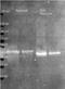 Ovalbumin antibody, orb344925, Biorbyt, Western Blot image 