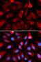 Peptidyl-prolyl cis-trans isomerase FKBP4 antibody, 19-774, ProSci, Immunofluorescence image 