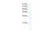 Vestigial Like Family Member 1 antibody, A14497, Boster Biological Technology, Western Blot image 