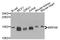 Mitochondrial Ribosomal Protein S6 antibody, A11565, Boster Biological Technology, Western Blot image 