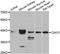 Cytosolic Iron-Sulfur Assembly Component 1 antibody, STJ29494, St John