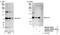 DEAD-Box Helicase 51 antibody, NB100-57527, Novus Biologicals, Western Blot image 