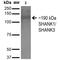 SH3 And Multiple Ankyrin Repeat Domains 3 antibody, MA5-27602, Invitrogen Antibodies, Western Blot image 