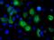 Basigin (Ok Blood Group) antibody, GTX84795, GeneTex, Immunocytochemistry image 