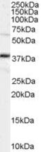 POU Class 5 Homeobox 1 antibody, PA5-18403, Invitrogen Antibodies, Western Blot image 