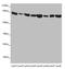 Mitofusin 1 antibody, LS-C676039, Lifespan Biosciences, Western Blot image 