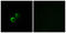 Mitochondrial Ribosomal Protein S21 antibody, LS-C120081, Lifespan Biosciences, Immunofluorescence image 