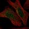 ADAM Metallopeptidase Domain 32 antibody, HPA062151, Atlas Antibodies, Immunofluorescence image 