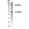 NLR family CARD domain-containing protein 4 antibody, GTX70445, GeneTex, Western Blot image 