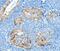 Mucin 15, Cell Surface Associated antibody, PA5-50199, Invitrogen Antibodies, Immunohistochemistry paraffin image 