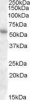 Prostaglandin E Receptor 3 antibody, GTX88626, GeneTex, Western Blot image 