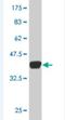 Angiopoietin-related protein 7 antibody, H00010218-M02-100ug, Novus Biologicals, Western Blot image 