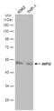 WD Repeat Domain, Phosphoinositide Interacting 2 antibody, PA5-78465, Invitrogen Antibodies, Western Blot image 