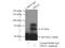 T-box transcription factor TBX21 antibody, 13700-1-AP, Proteintech Group, Immunoprecipitation image 