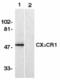 C-X3-C Motif Chemokine Receptor 1 antibody, TA305989, Origene, Western Blot image 