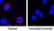 Interleukin 2 antibody, AF652, R&D Systems, Immunocytochemistry image 