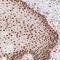 Nucleostemin antibody, HPA036743, Atlas Antibodies, Immunohistochemistry frozen image 