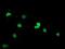 Ubiquitin Like Modifier Activating Enzyme 2 antibody, NBP2-03688, Novus Biologicals, Immunofluorescence image 