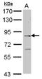 Engulfment and cell motility protein 2 antibody, NBP2-16317, Novus Biologicals, Western Blot image 
