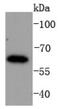Interferon Regulatory Factor 6 antibody, NBP2-67765, Novus Biologicals, Western Blot image 