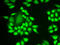 Ring Finger Protein 40 antibody, LS-C334722, Lifespan Biosciences, Immunofluorescence image 