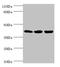 Acidic fibroblast growth factor intracellular-binding protein antibody, LS-C675760, Lifespan Biosciences, Western Blot image 