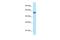 Zinc Finger Protein 394 antibody, PA5-69033, Invitrogen Antibodies, Western Blot image 