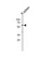 Cyclin L2 antibody, abx034862, Abbexa, Western Blot image 