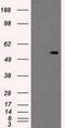 Protein Kinase, Membrane Associated Tyrosine/Threonine 1 antibody, GTX83877, GeneTex, Western Blot image 